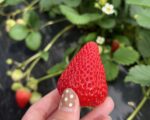 いちご狩り